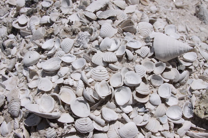 Pliocene shells
