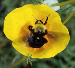 Decline of Franklin's Bumble Bee Not Due to Pathogens