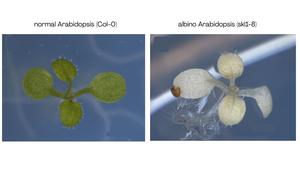 Normal and albino arabidopsis