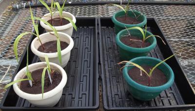 The Power of Bacteria