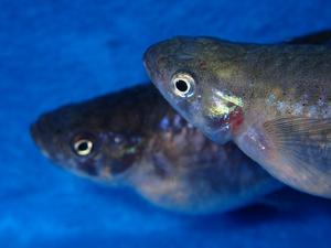 Western mosquitofish