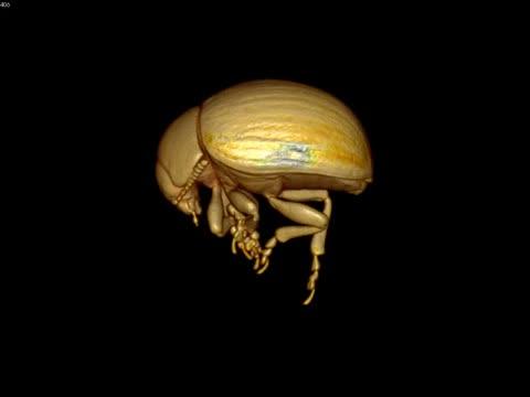 One-Week-Old Colorado Potato Beetle Live Scan