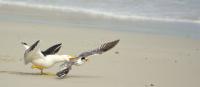 Gulls Are Particularly Innovative