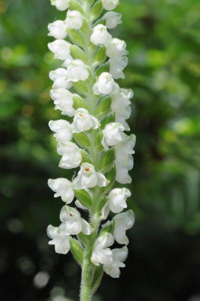 <i>Goodyera pubescens </i>