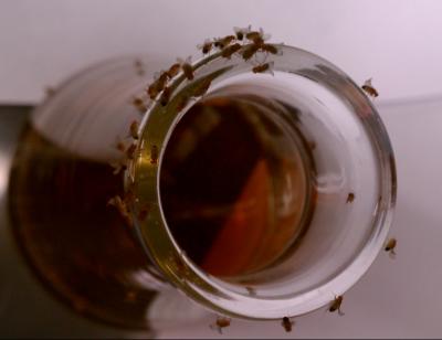 Flies Settle on Beer