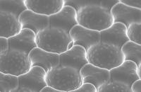 SEM Image of Concavities
