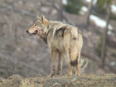 Gray Wolf
