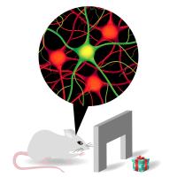 Mice Are Trained to Retrieve Pellets