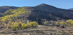 Aspen firebreak