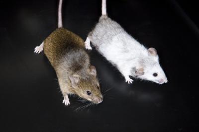 Mice