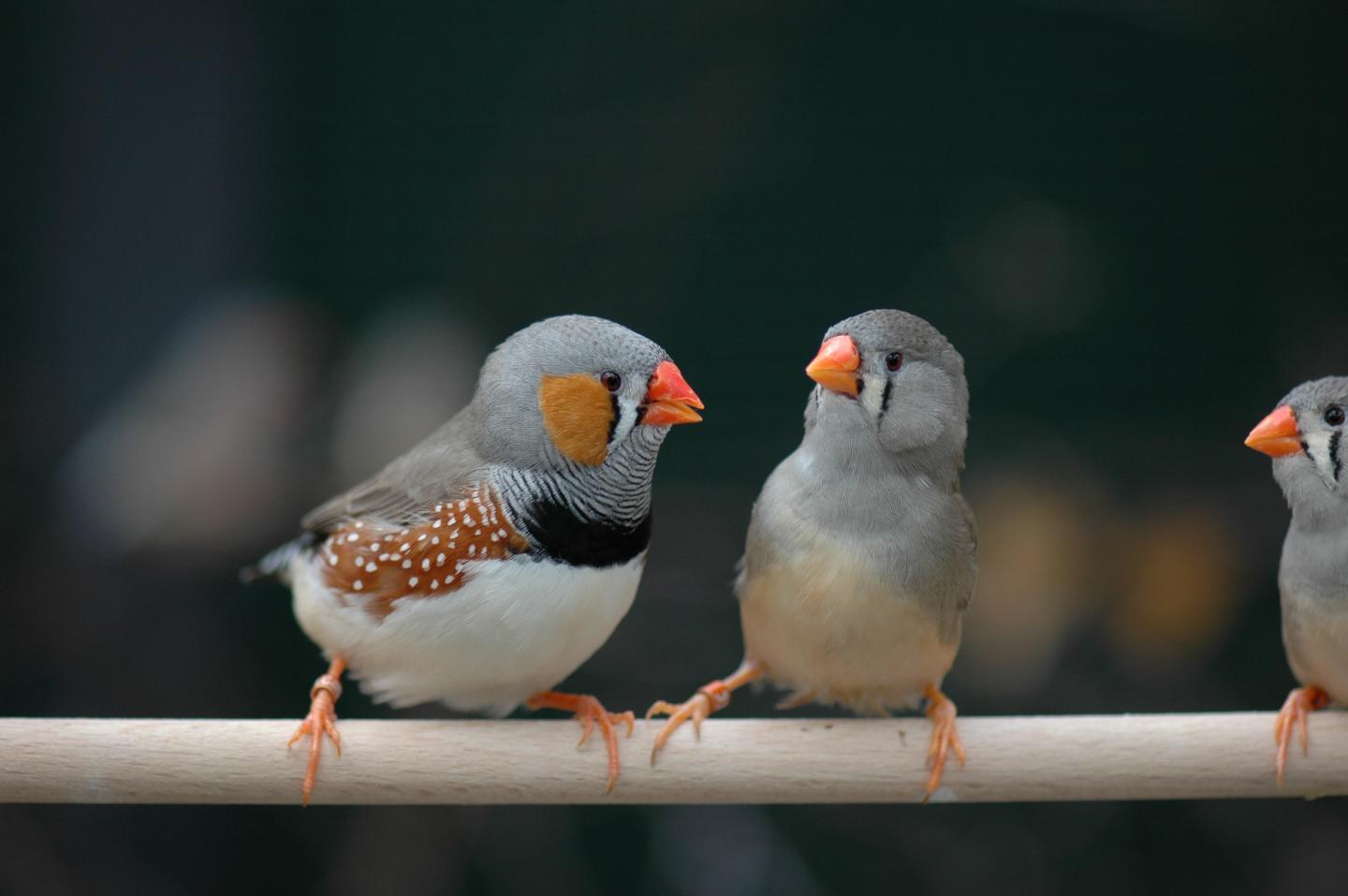 Mutation Speeds up Sperm of Zebra Finches