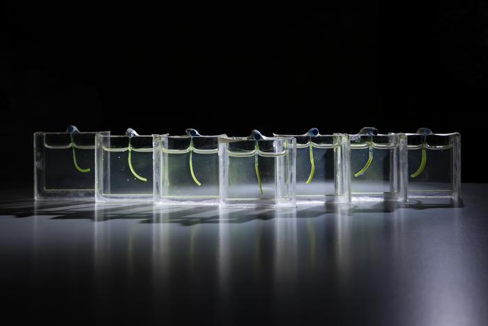 A collection of soft robot arms inside custom designed aquariums