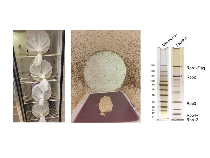 Researchers raise fruit flies