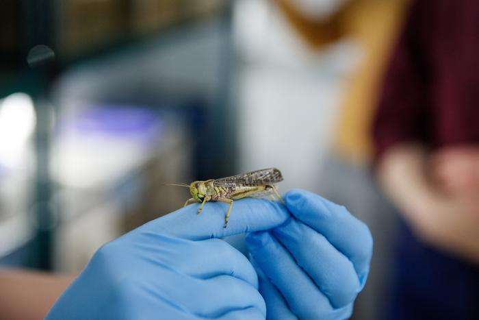 A locust in the ASU Global Locust Initiative lab