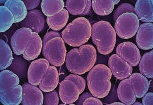 Neisseria gonorrhoeae bacteria
