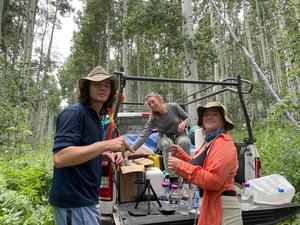 Aspen forest with students