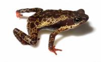 Toad From The Genus Atelopus
