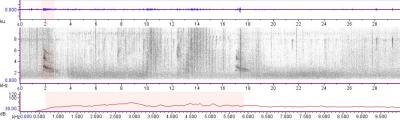 Red-Tailed Hawk Sonogram