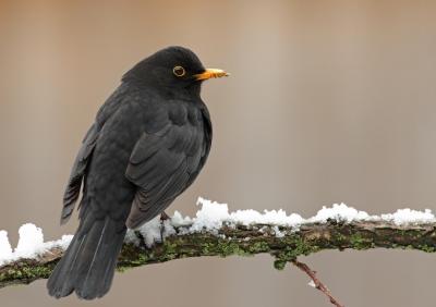 Blackbird