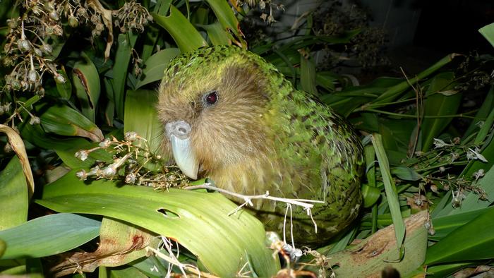 Kakapo on Maud Island New Zealand credit Chris Birmingham