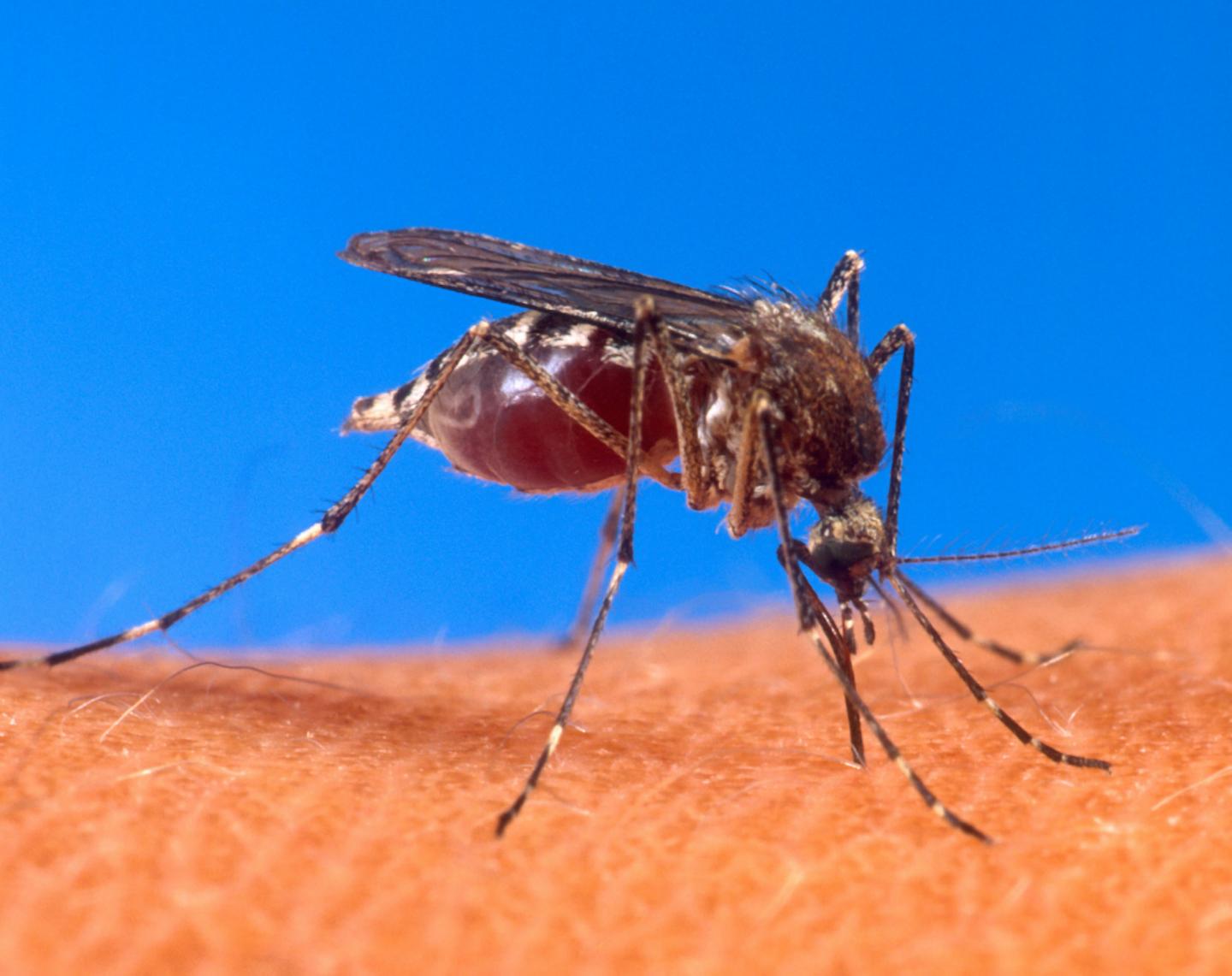 Mosquito Bite
