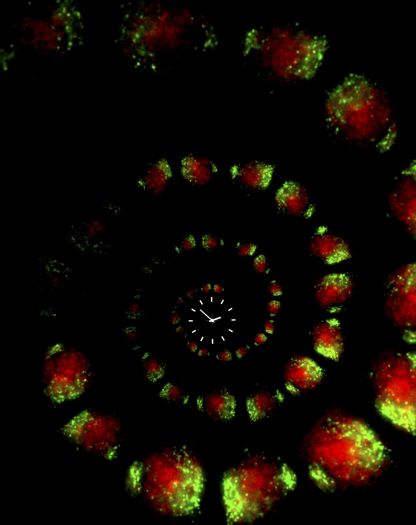 Nucleus