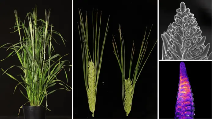 Barley plants and their development