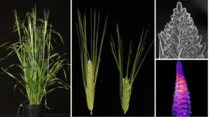 Barley plants and their development