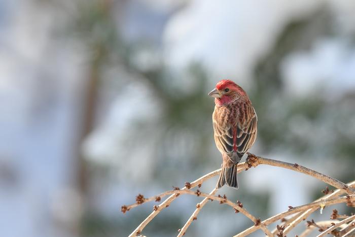 Purple Finch