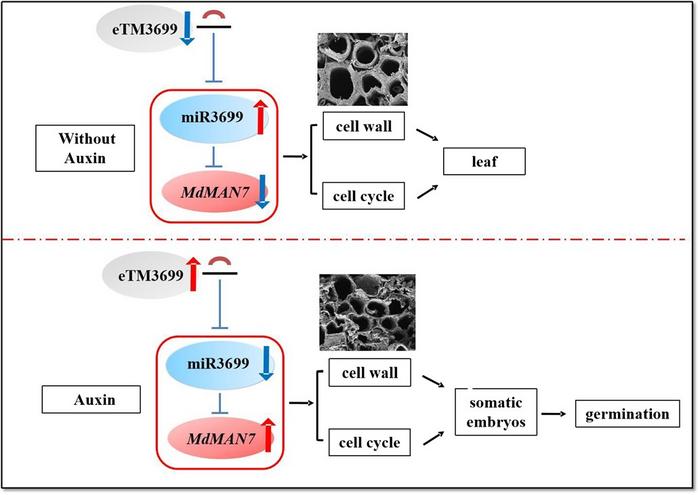 Model illustrating the role of miR3699, MdMAN7, and eTM3699 during the formation of embryogenic cells and SE in apple.