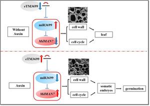 Model illustrating the role of miR3699, MdMAN7, and eTM3699 during the formation of embryogenic cells and SE in apple.