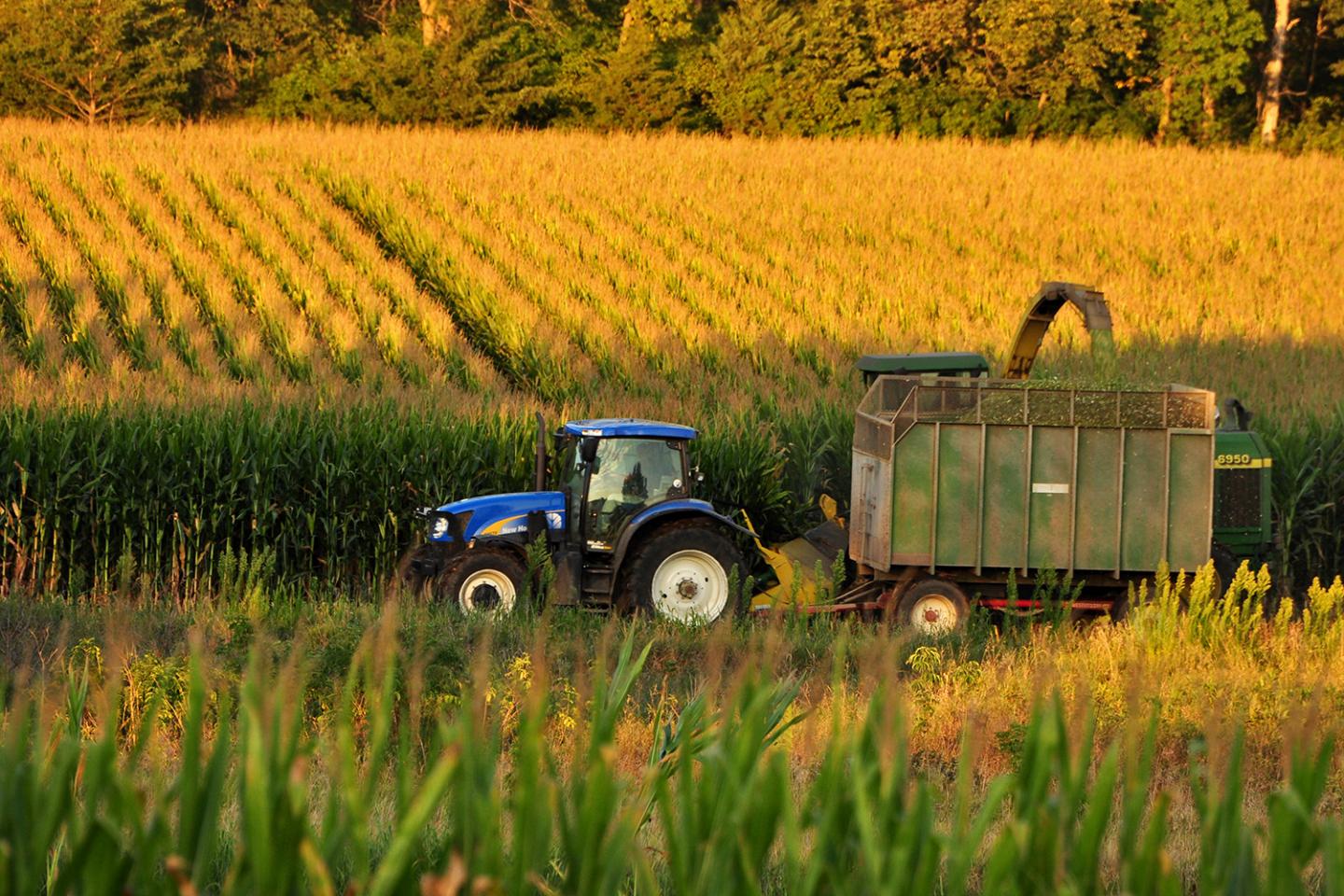 maize3.jpg