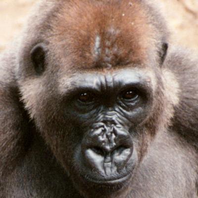 Cross River Gorilla