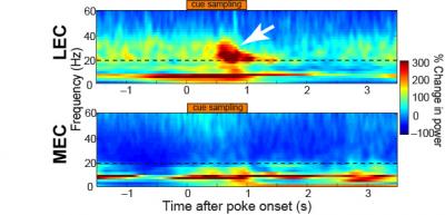 Oscillations