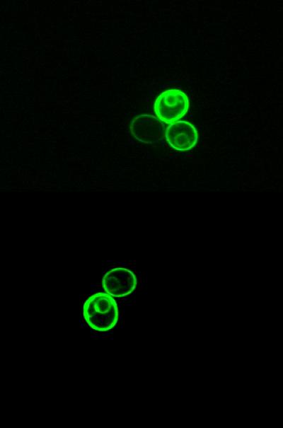 Engineered Yeast May Be Boon for Biofuels (2 of 2)