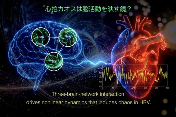 Chaos in the heart and brain
