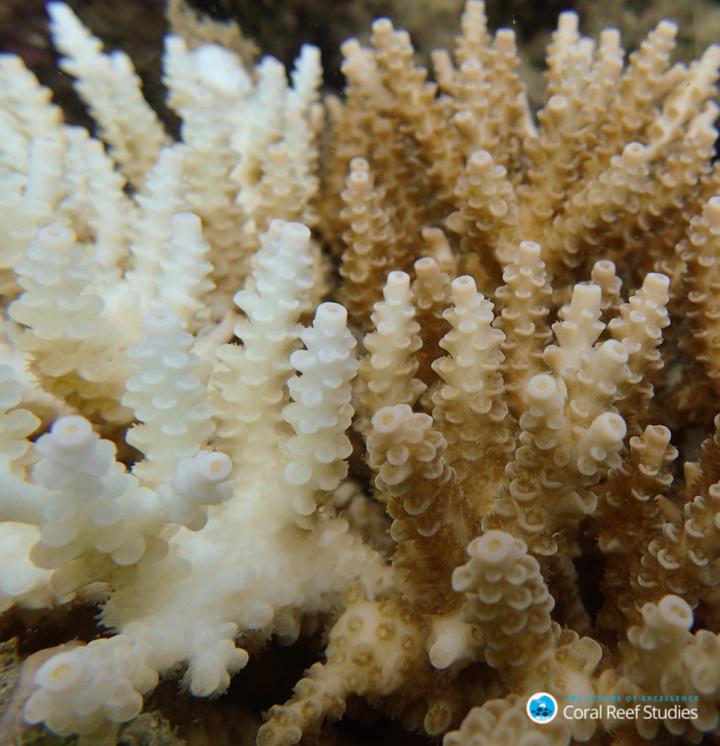 North Queensland Floods Could Cause 'Freshwater Bleaching' of Great Barrier Reef