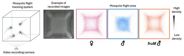 Comparison of flight behavior in mosquitoes