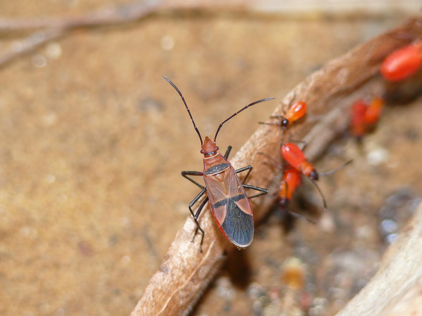 <i>Dysdercus fasciatus</i>