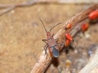 <i>Dysdercus fasciatus</i>