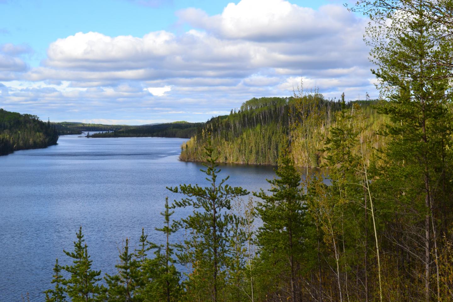 Boreal Forest