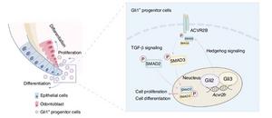 Hedgehog-TGF-β signaling crosstalk in tooth root development