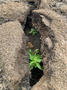 Galvezia leucantha in the lava crack.