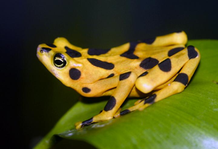 Golden Frog