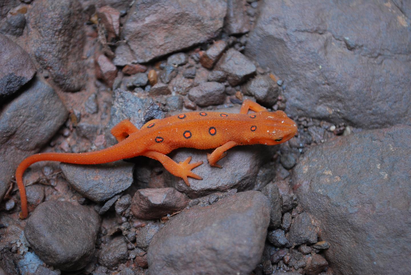 Asian Fungus Threatens World's Salamanders and Newts (5 of 6)