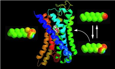 Mouse Aldehyde Receptor OR-I7