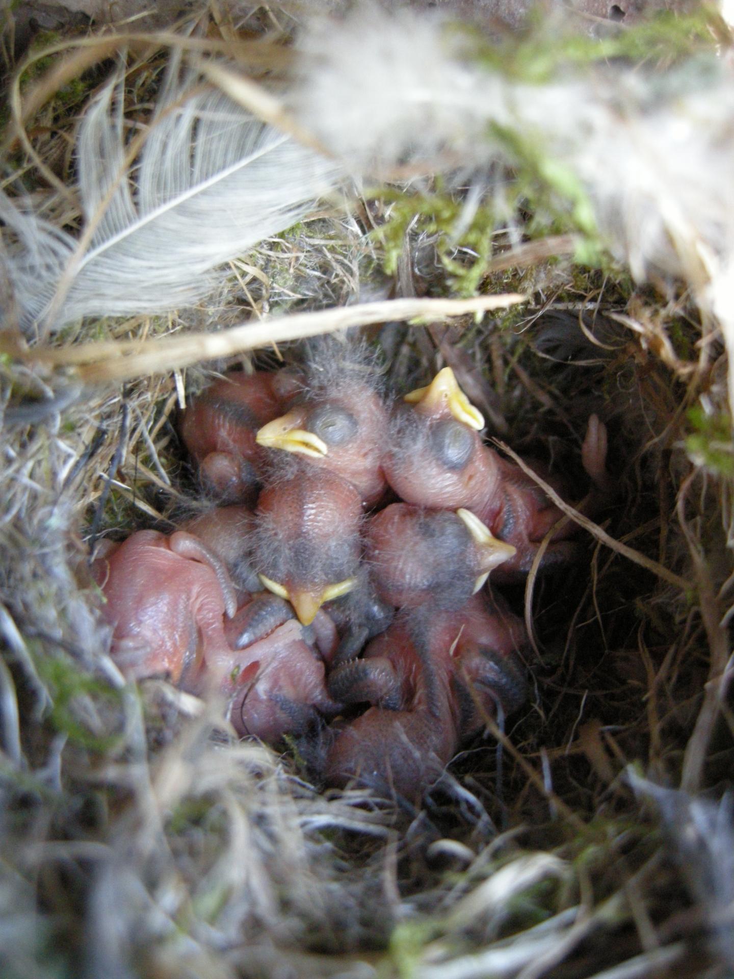 Blue Tit Nest