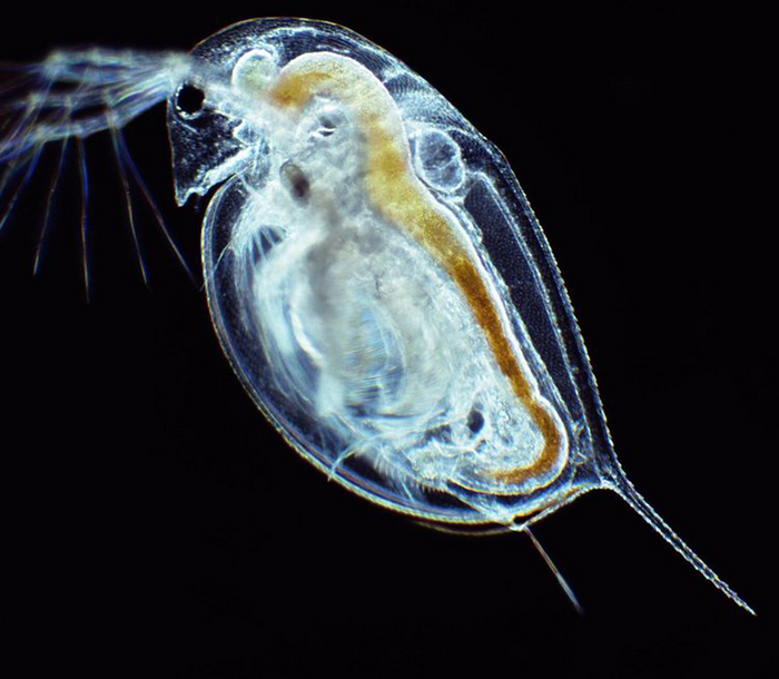 Daphnia pulicaria