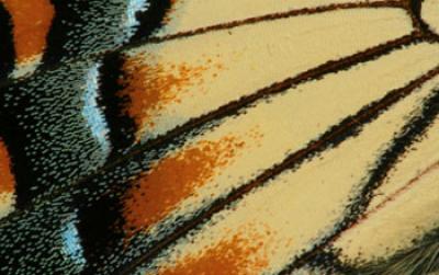 Wing Scales of a Male Eastern Tiger Swallowtail Butterfly