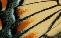 Wing Scales of a Male Eastern Tiger Swallowtail Butterfly